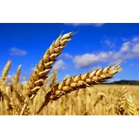 семена озимой пшеницы Лимагрейн Колония